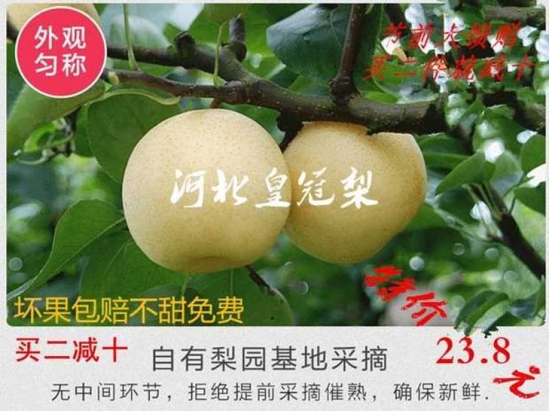 河北皇冠梨24年新款古桥名寺赵州特产一件代发