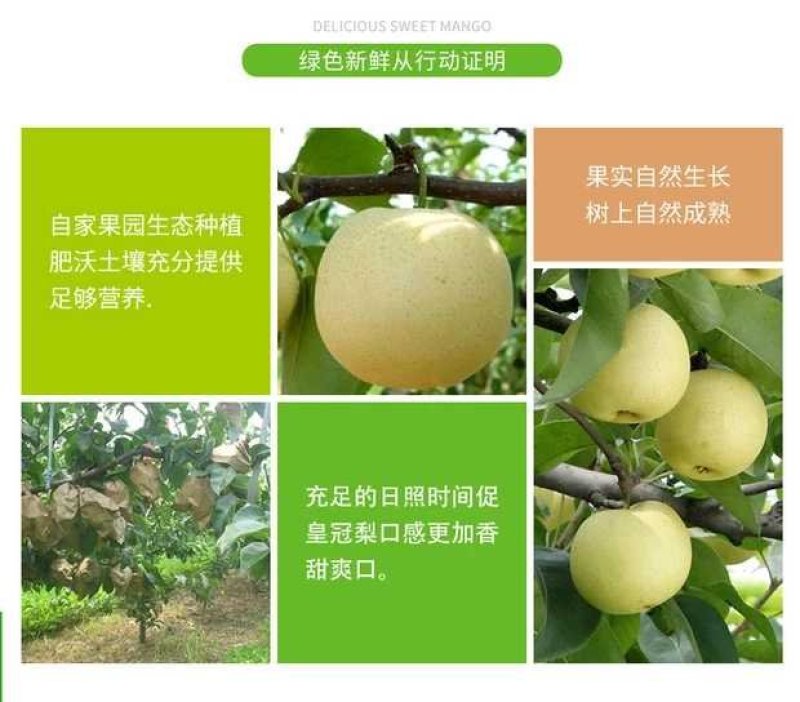河北皇冠梨24年新款古桥名寺赵州特产一件代发