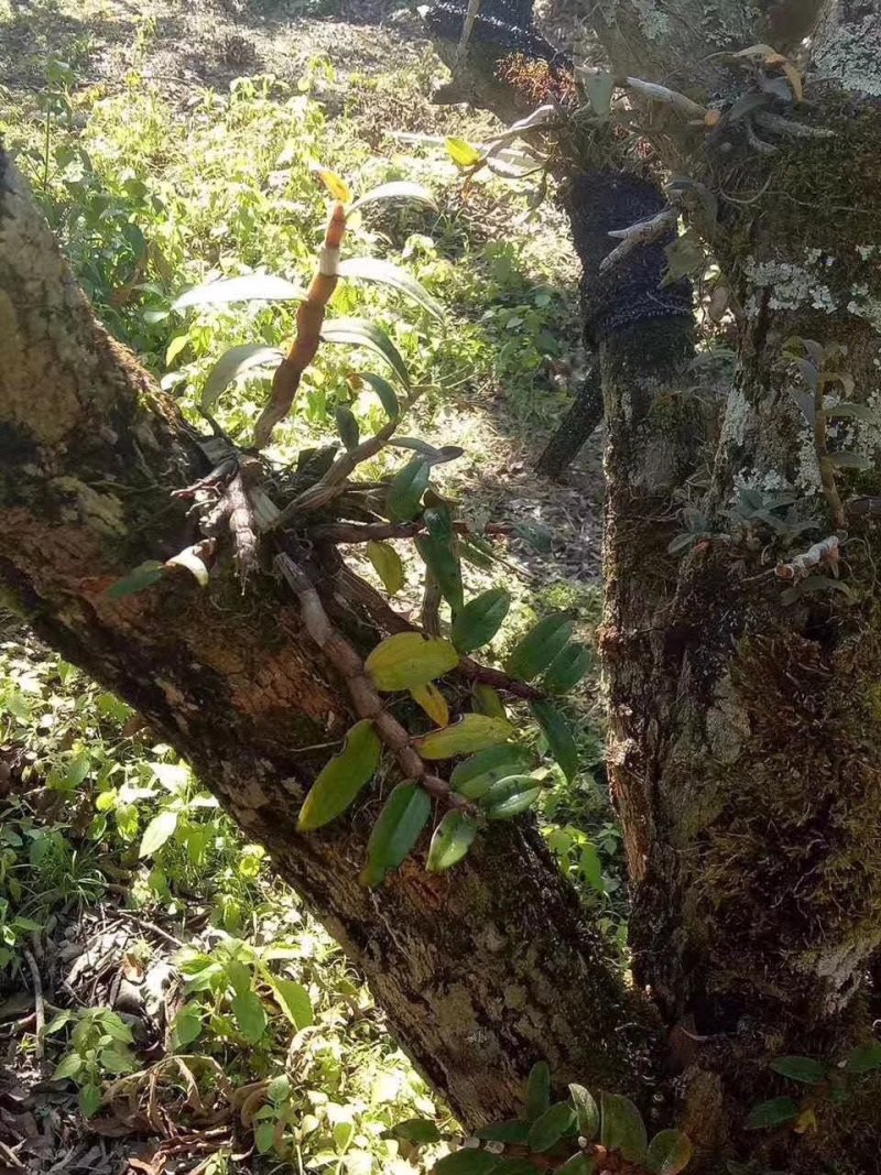 铁皮石斛胶质好散装1斤起包邮量大从优