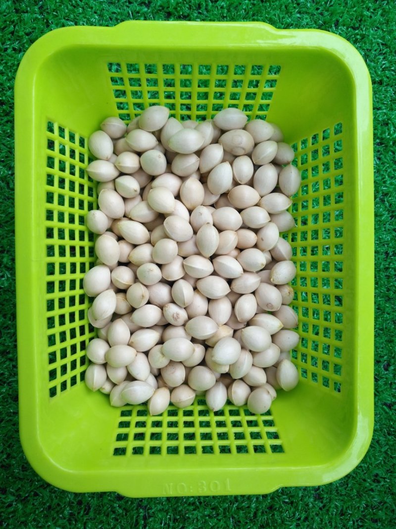 银杏果又名白果