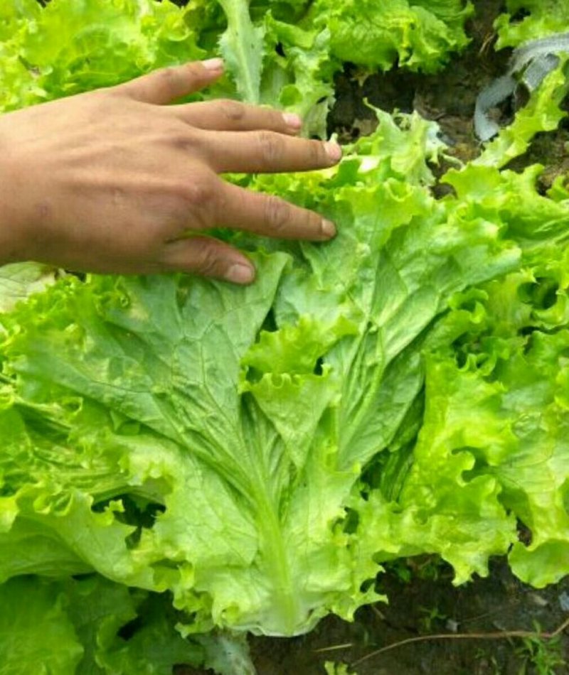 常年供应精品散叶生菜产地直供