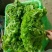 常年供应精品散叶生菜产地直供