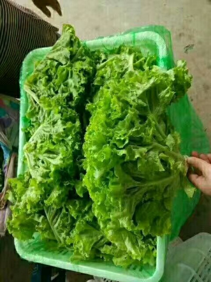 常年供应精品散叶生菜产地直供