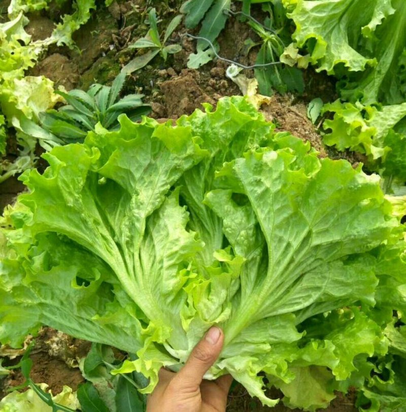 常年供应精品散叶生菜产地直供