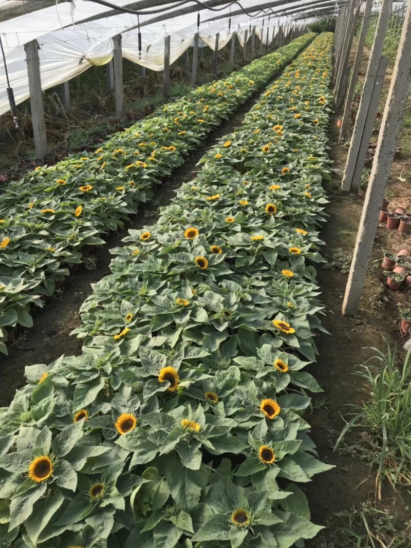 向日葵🌻刚开始卖要的速度