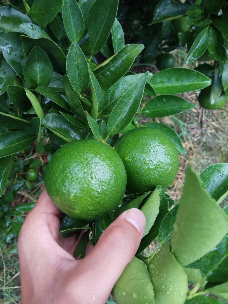 贡柑青果一件代发