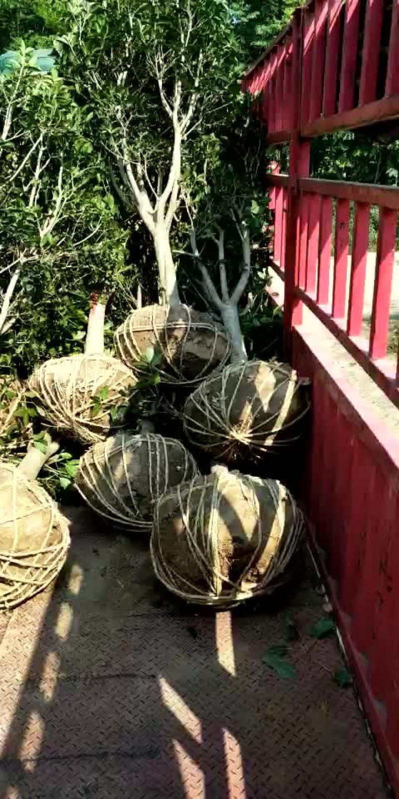 桂花精品桂花规格齐全量大从优提供技术指导来电咨