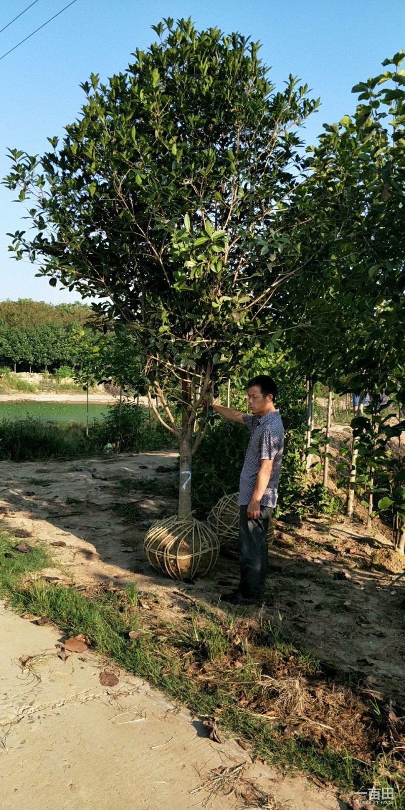 桂花精品桂花规格齐全量大从优提供技术指导来电咨