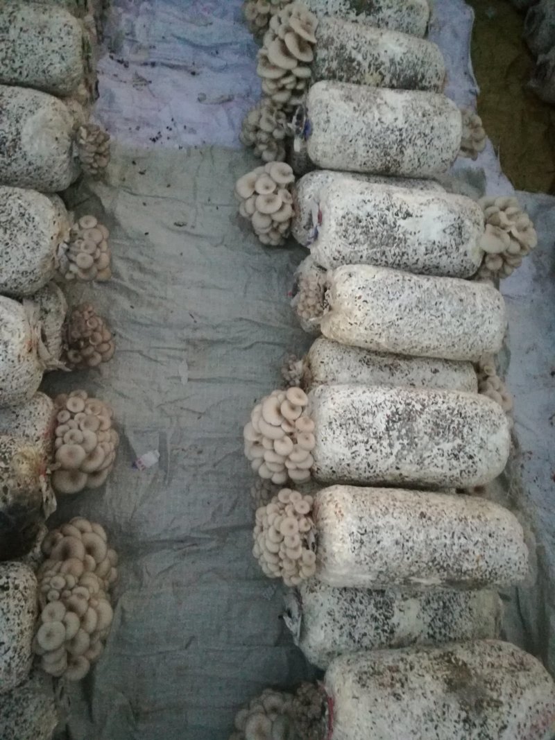 肥西县春红食用菌种植专业合作社秋冬黑平菇菌棒预订中……