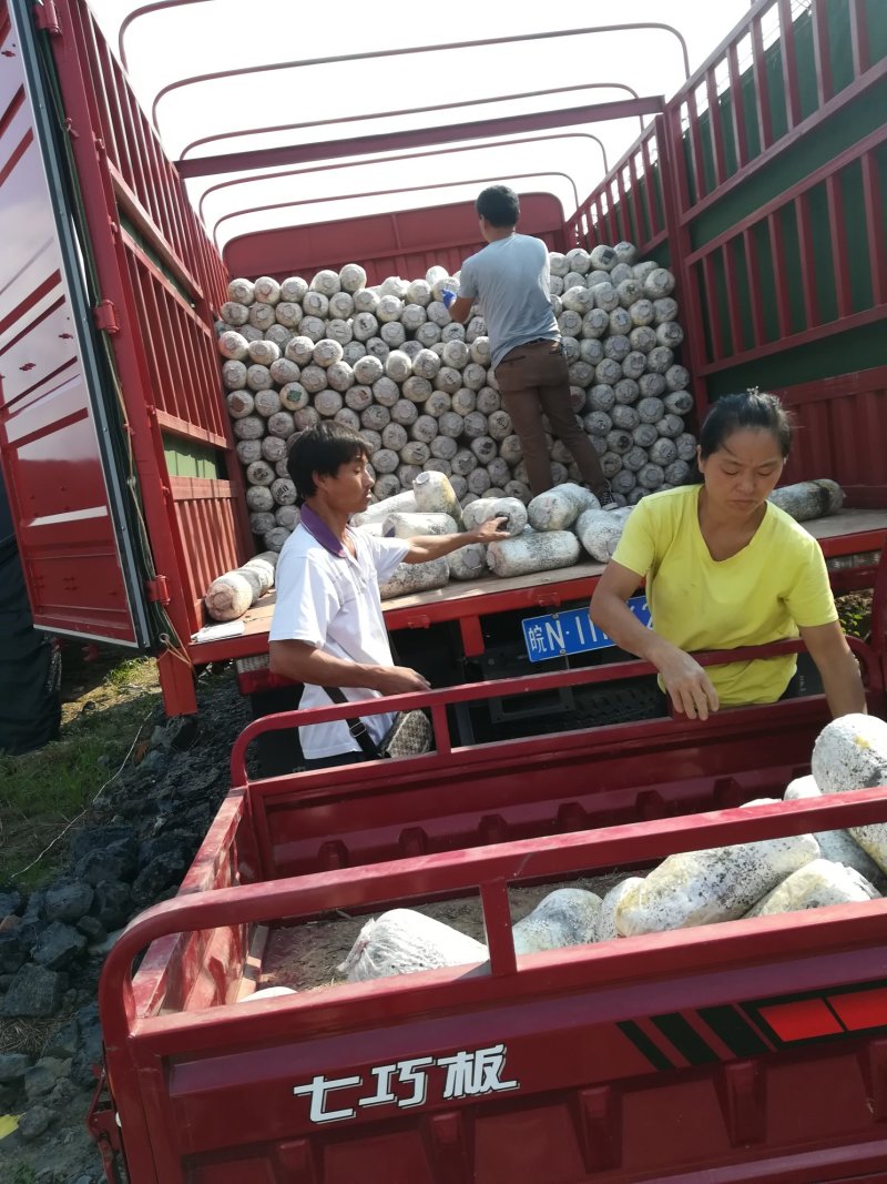 肥西县春红食用菌种植专业合作社秋冬黑平菇菌棒预订中……