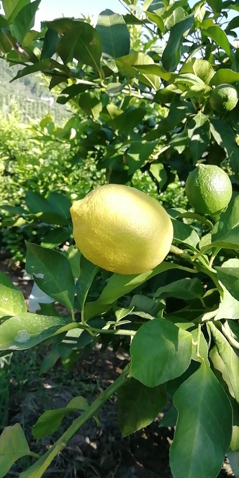 尤力克柠檬