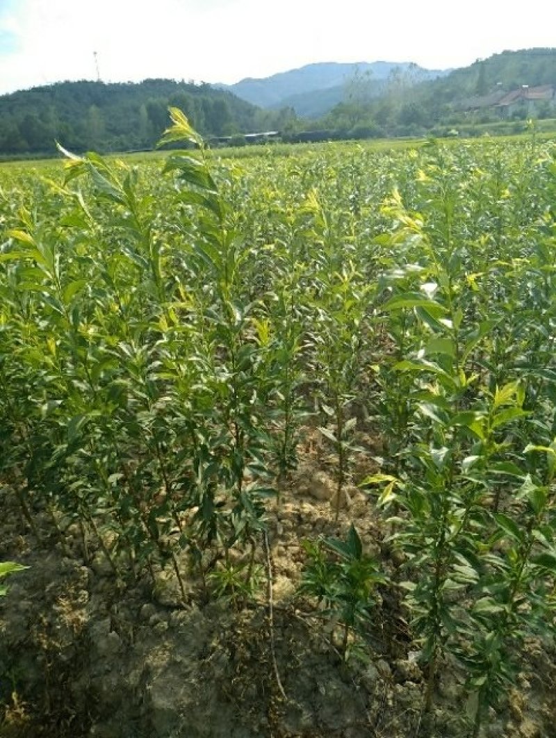 【有好货】黄金奈李苗1.2年生苗基地直销免费技术指导