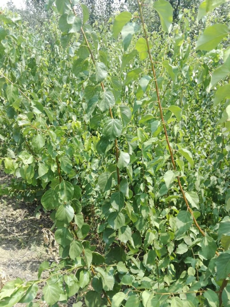【有好货】黄金奈李苗1.2年生苗基地直销免费技术指导