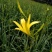 黄花菜苗