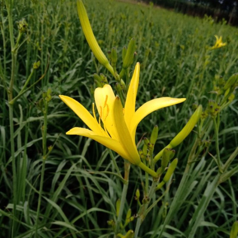 黄花菜苗