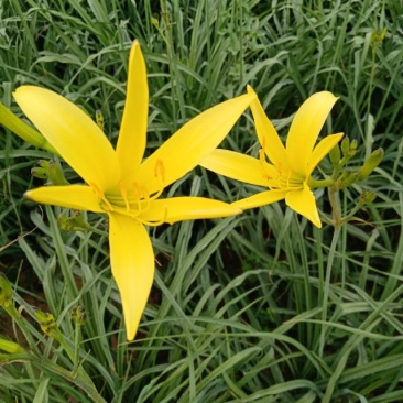 黄花菜苗