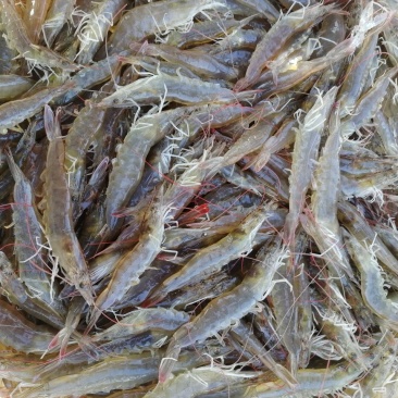 南美白对虾