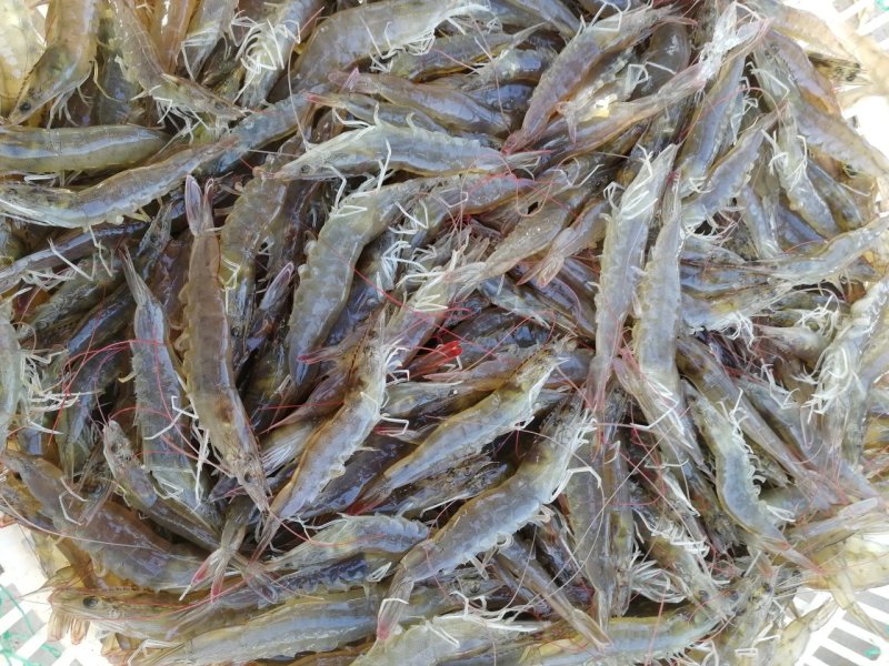 南美白对虾
