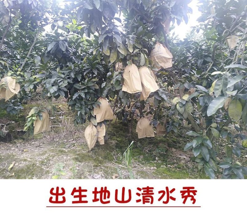 广西柚子，皮薄河池红心柚环江香柚红心蜜柚