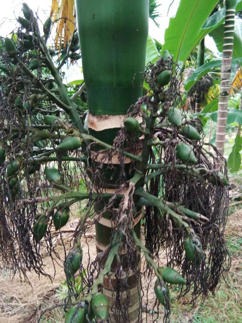 槟榔