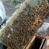 天然蜂巢蜜34.5元/盒5盒起批