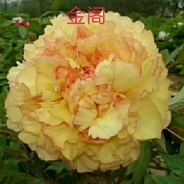 观赏牡丹，九大色系，多个品种。规划牡丹园建设，打造全国各