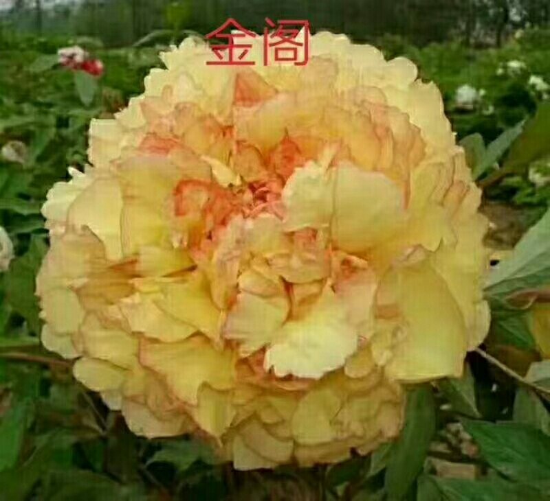 观赏牡丹，九大色系，多个品种。规划牡丹园建设，打造全国各