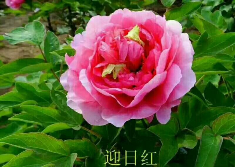 观赏牡丹，九大色系，多个品种。规划牡丹园建设，打造全国各