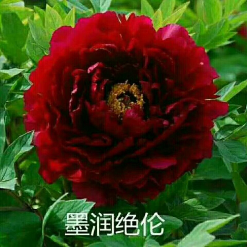观赏牡丹，九大色系，多个品种。规划牡丹园建设，打造全国各