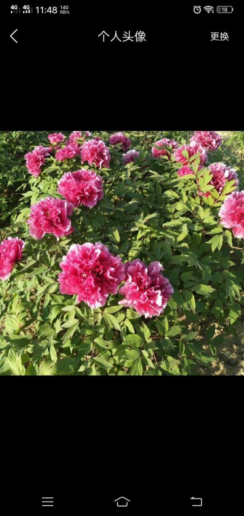 观赏牡丹，九大色系，多个品种。规划牡丹园建设，打造全国各