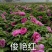 观赏牡丹，九大色系，多个品种。规划牡丹园建设，打造全国各