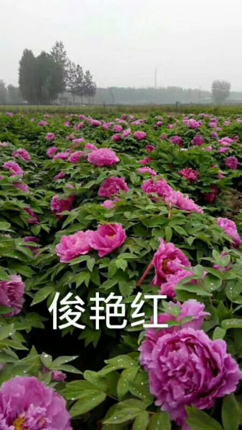 观赏牡丹，九大色系，多个品种。规划牡丹园建设，打造全国各