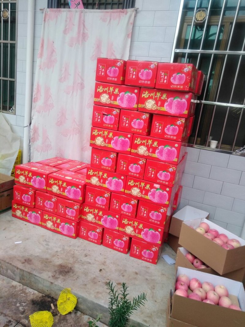 大量批发洛川苹果
