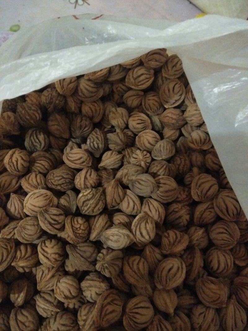 水桃胡