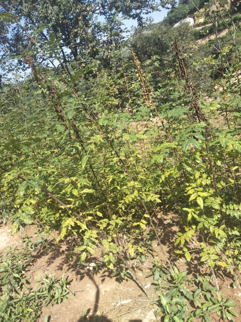 花椒树苗