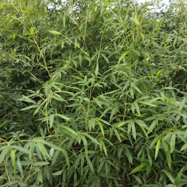 早园竹1一2米