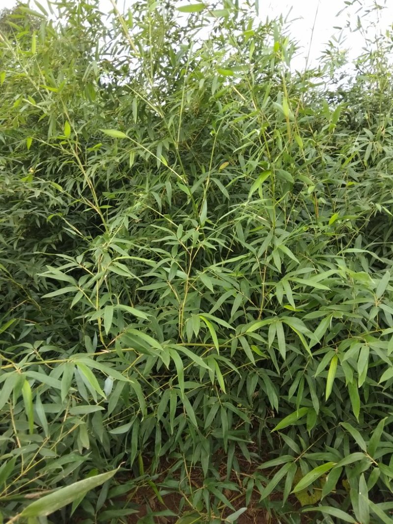 早园竹1一2米