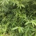 早园竹1一2米