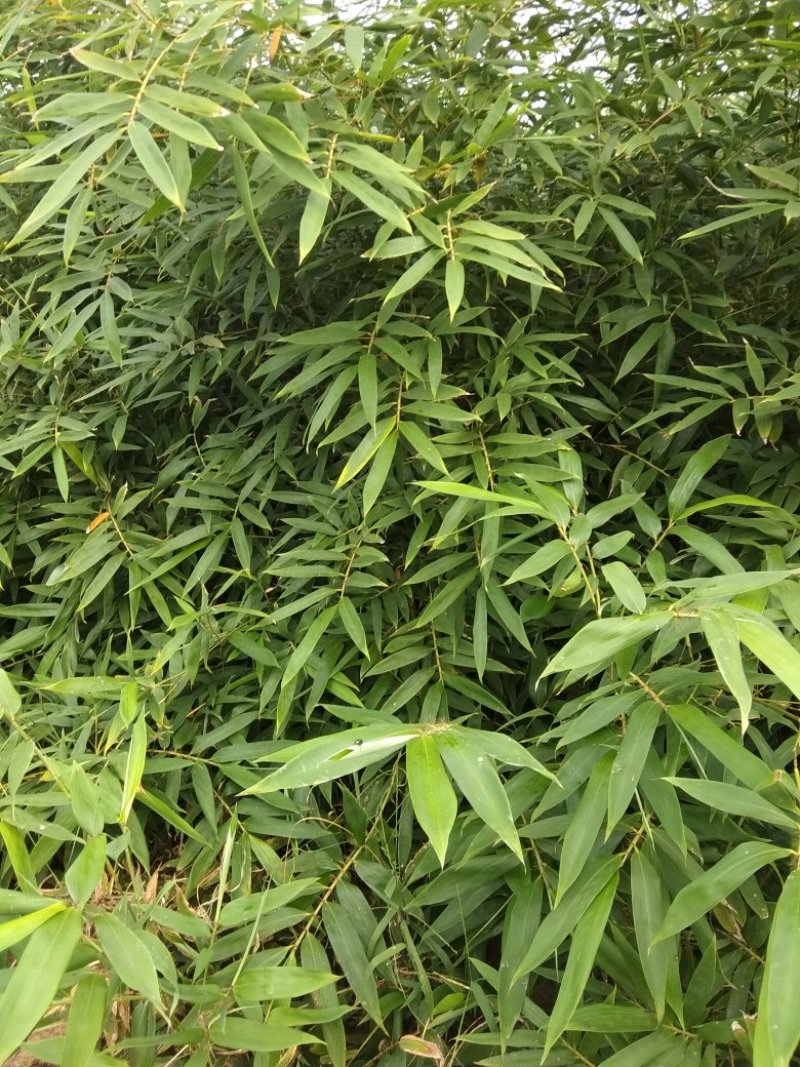 早园竹1一2米