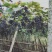 野生葡萄