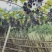 野生葡萄