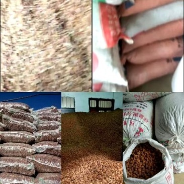 核桃种苗，核桃种，桃核种，桃种子，樱桃种子，樱桃嫁接苗