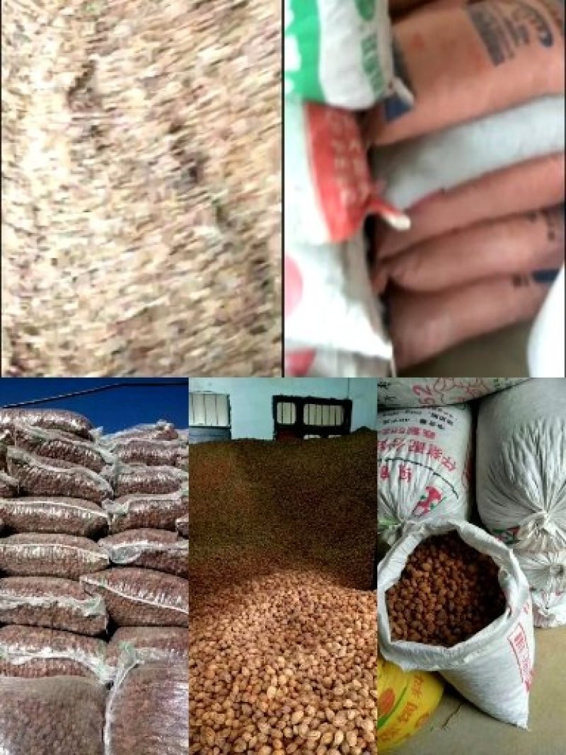 核桃种苗，核桃种，桃核种，桃种子，樱桃种子，樱桃嫁接苗