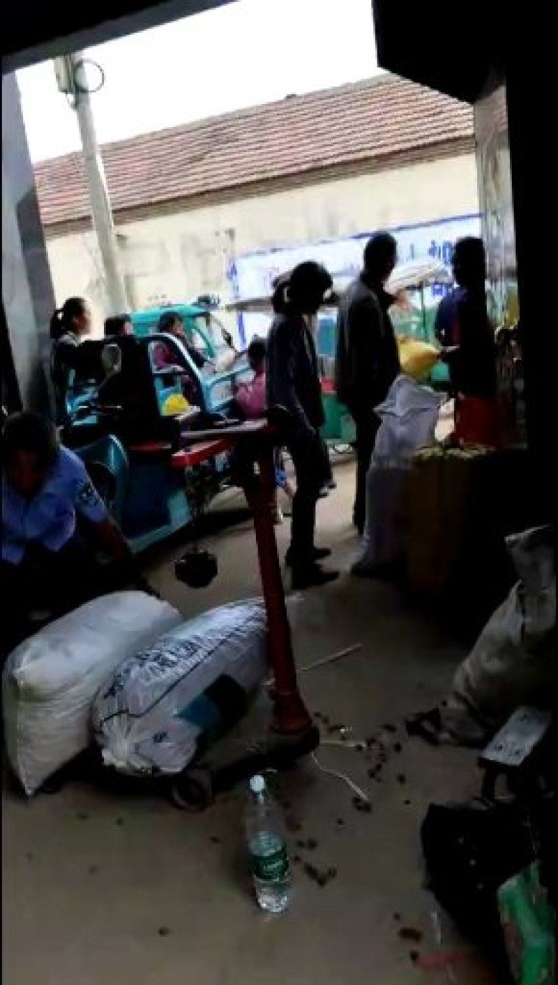 核桃种苗，核桃种，桃核种，桃种子，樱桃种子，樱桃嫁接苗