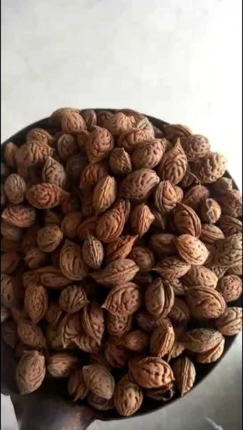核桃种苗，核桃种，桃核种，桃种子，樱桃种子，樱桃嫁接苗