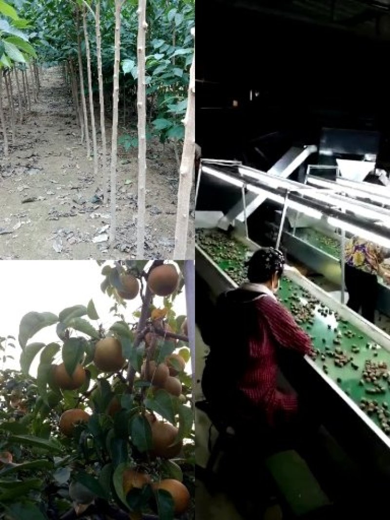 核桃种苗，核桃种，桃核种，桃种子，樱桃种子，樱桃嫁接苗