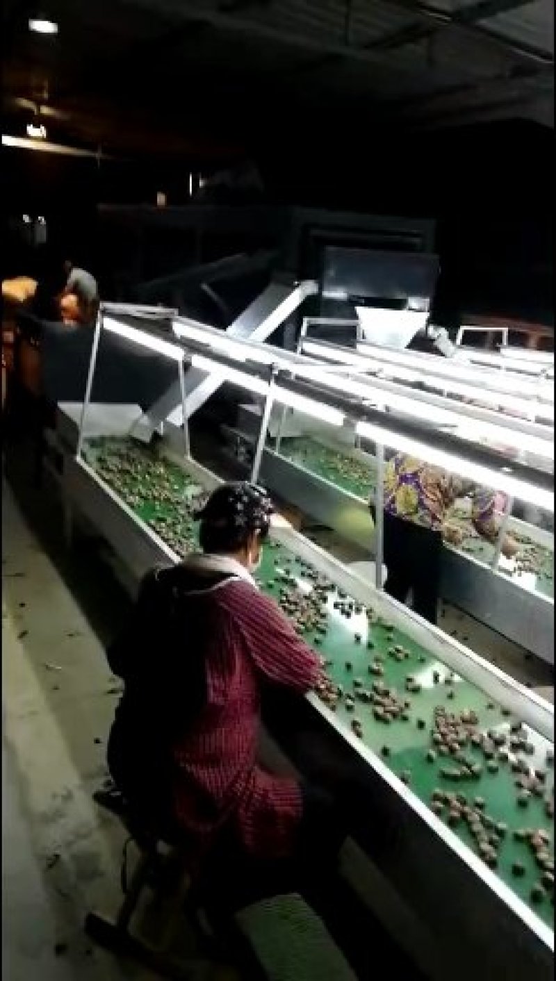 核桃种苗，核桃种，桃核种，桃种子，樱桃种子，樱桃嫁接苗
