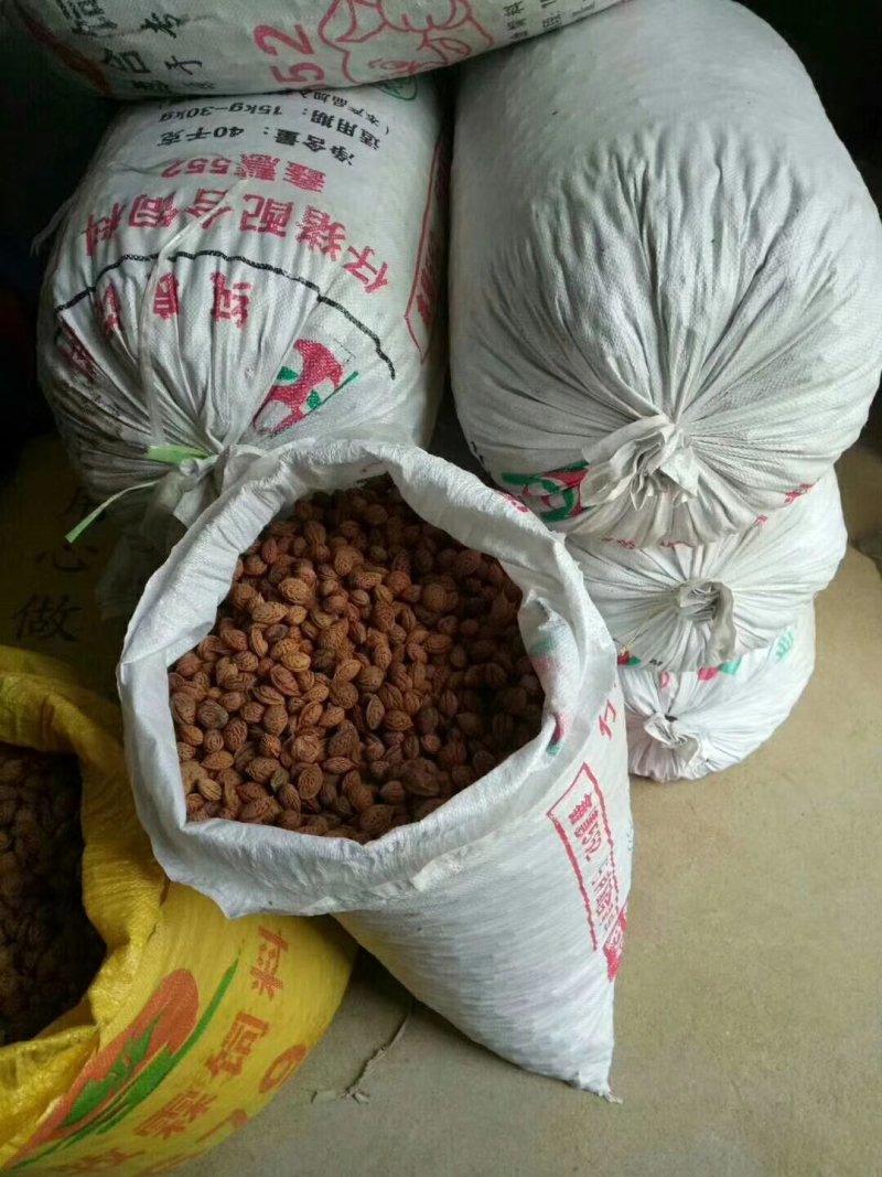 核桃种苗，核桃种，桃核种，桃种子，樱桃种子，樱桃嫁接苗