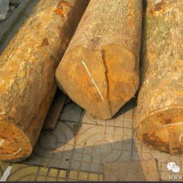 金丝楠木。楸树，百树