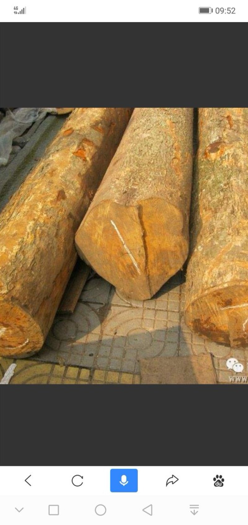 金丝楠木。楸树，百树